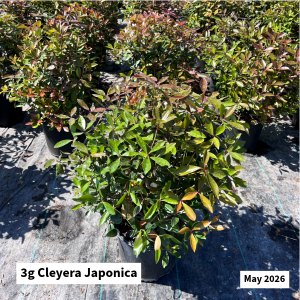 May 2026 3g Cleyera Japonica Website